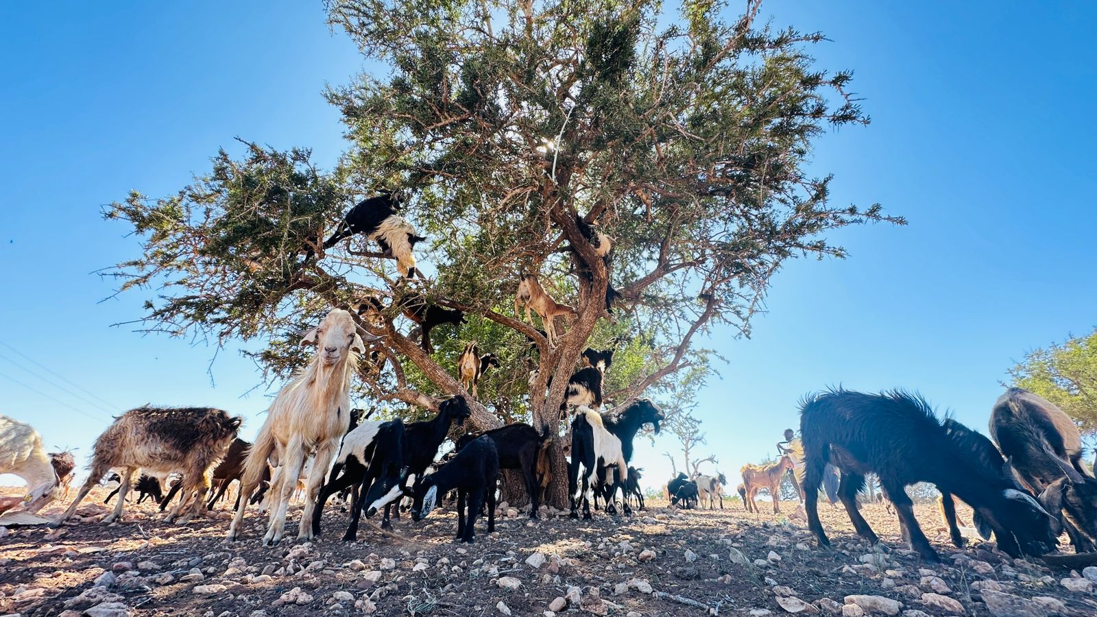 Essaouira artisan workshops and souks